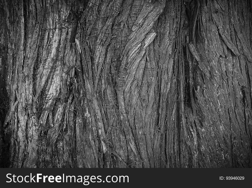 Tree Bark Texture