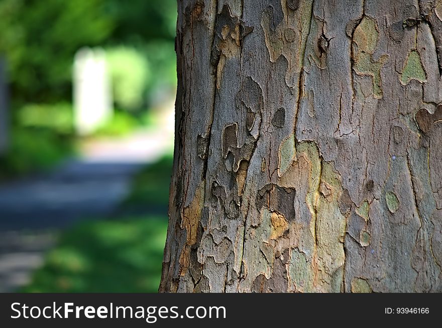 Mid-summer Sycamore