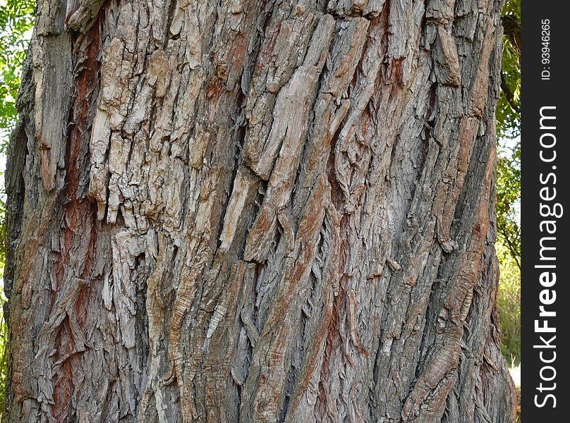 Brown, Plant, Tree, Trunk