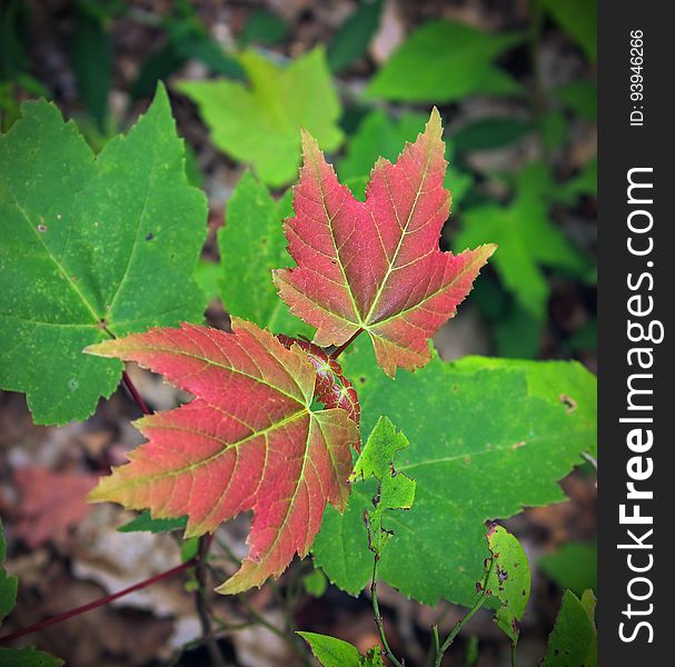 Maple sapling &#x28;possibly Acer rubrum&#x29; with red-tinted new leaf growth along the Appalachian Trail, Monroe County. I&#x27;ve licensed this photo as CC0 for release into the public domain. You&#x27;re welcome to download the photo and use it without attribution. Maple sapling &#x28;possibly Acer rubrum&#x29; with red-tinted new leaf growth along the Appalachian Trail, Monroe County. I&#x27;ve licensed this photo as CC0 for release into the public domain. You&#x27;re welcome to download the photo and use it without attribution.