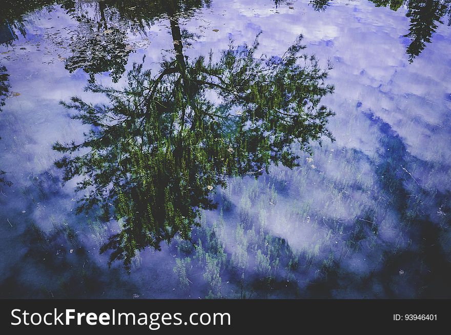 Tree Reflected In Pond Water