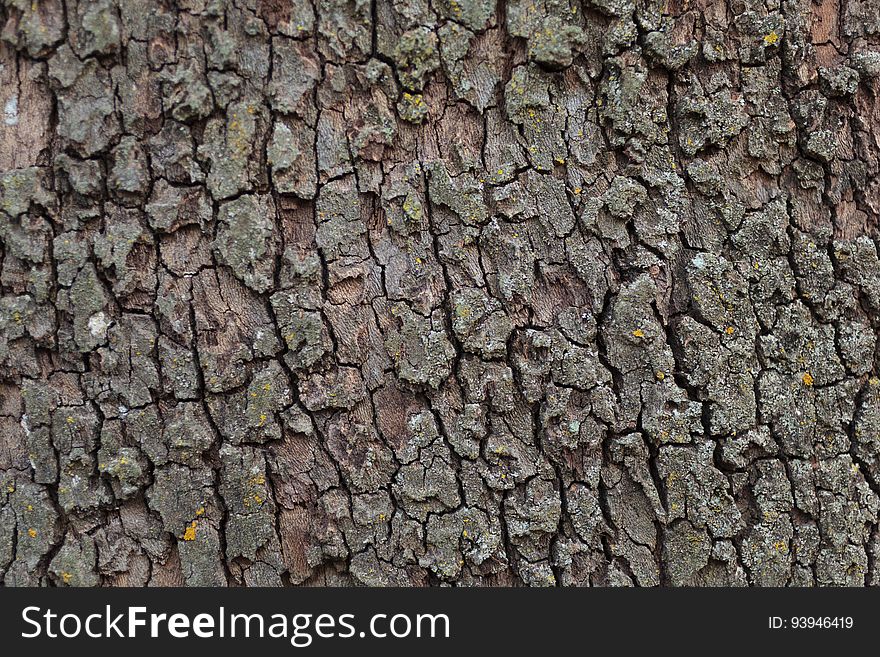 A macro shot of tree bark. A macro shot of tree bark.