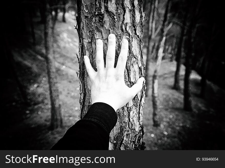 Male Hand Touching A Tree