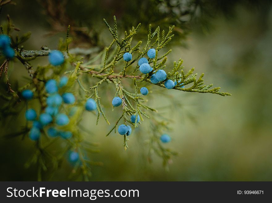Blue Juniper Berries On Tree