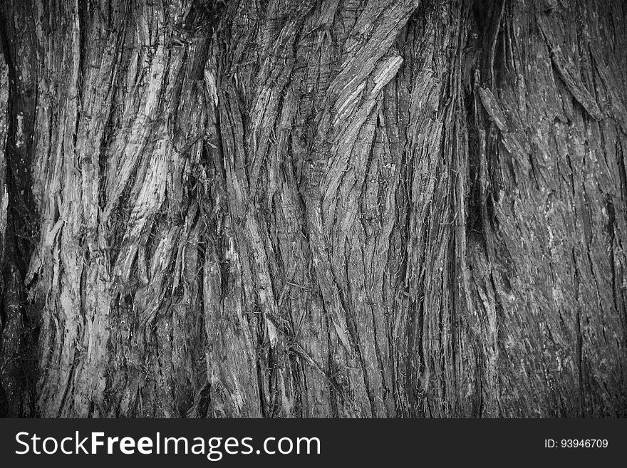 Tree Bark Texture