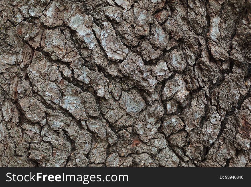 Tree Bark Macro
