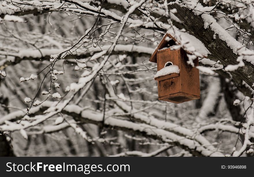 Birds nest fully snow. Birds nest fully snow