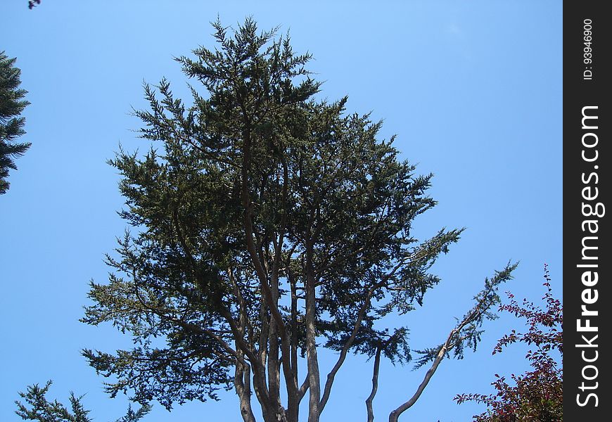 Sky, Larch, Natural Landscape, Branch