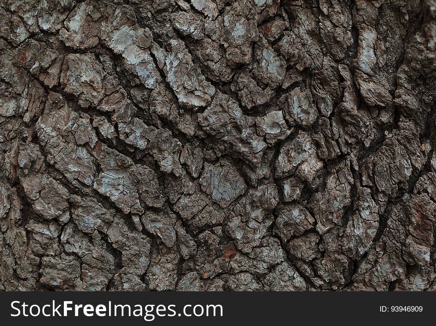A macro shot of tree bark. A macro shot of tree bark.