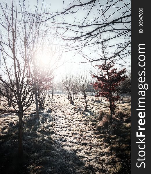 Sunshine On Winter Landscape