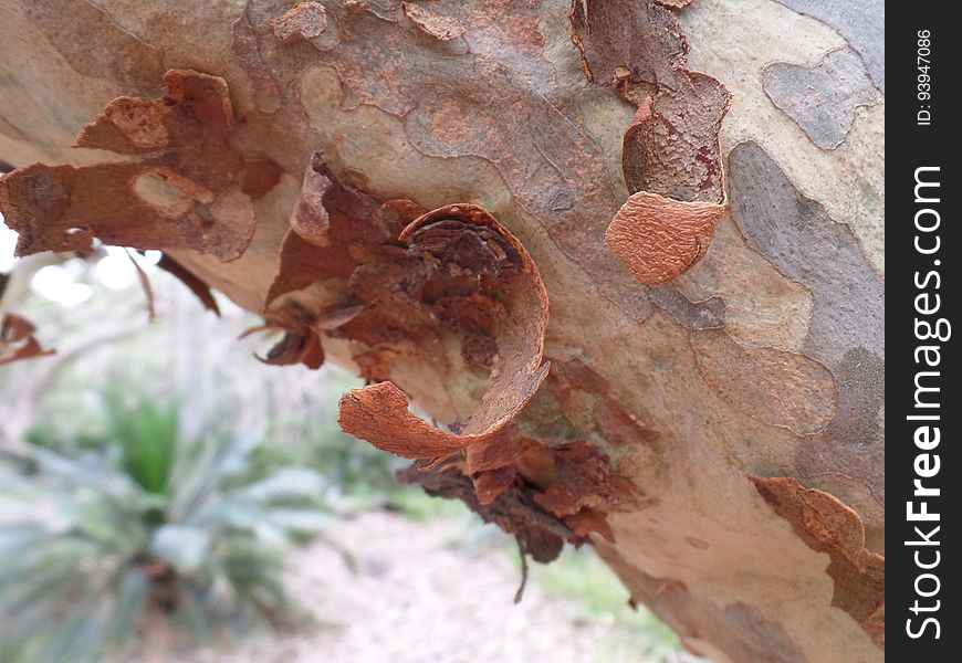 Australian Spotted Gum