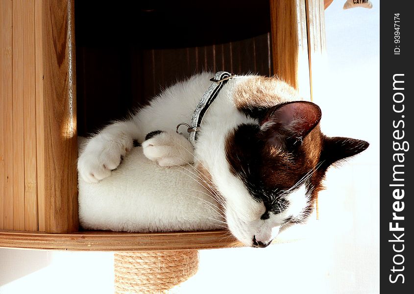 Nap in the sunlight