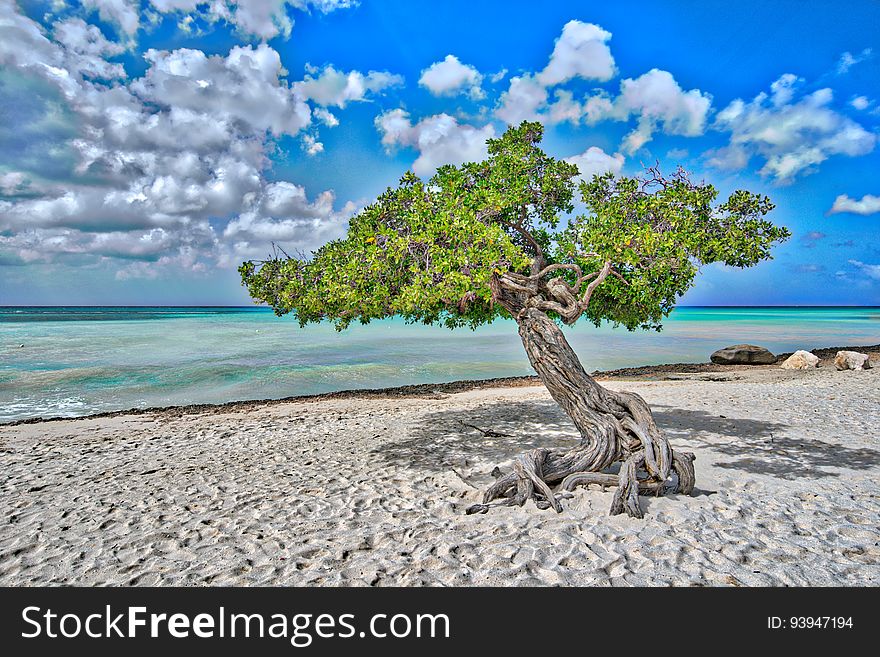 Divi tree, Aruba. Divi tree, Aruba