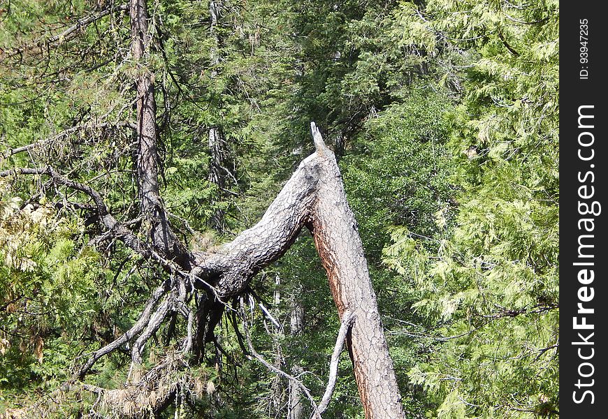 Plant, Twig, Tree, Wood