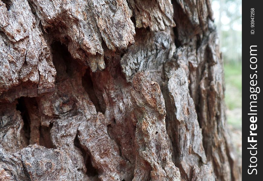 Tree Bark Macro