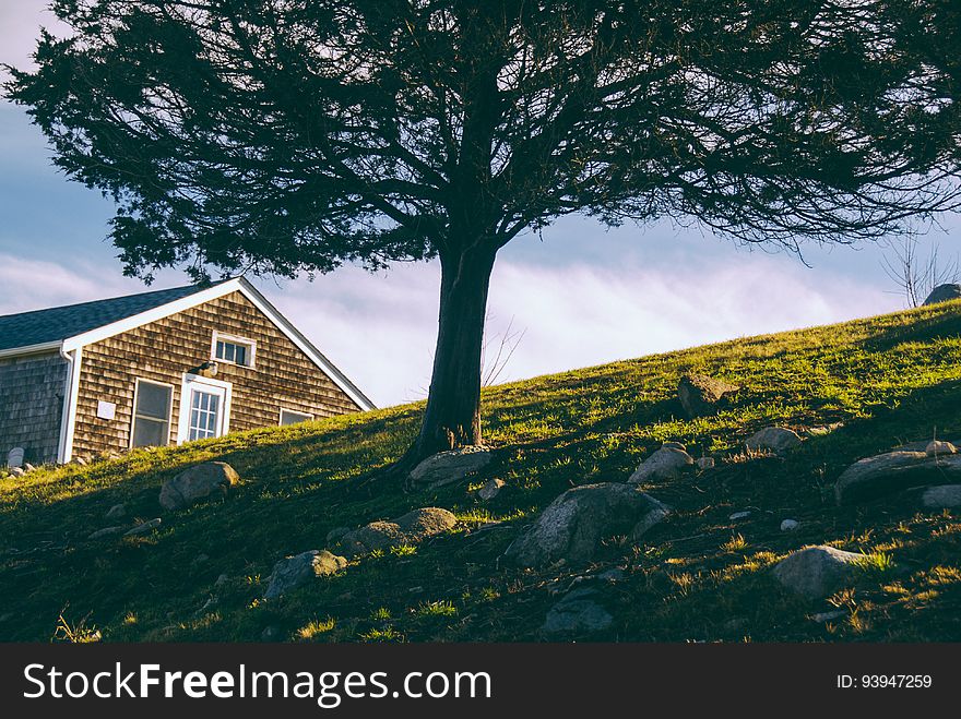 Tree On Hill By House