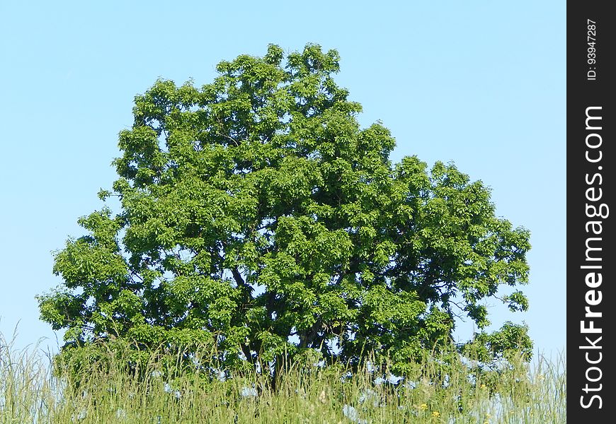 Sky, Plant, Natural Landscape, Tree