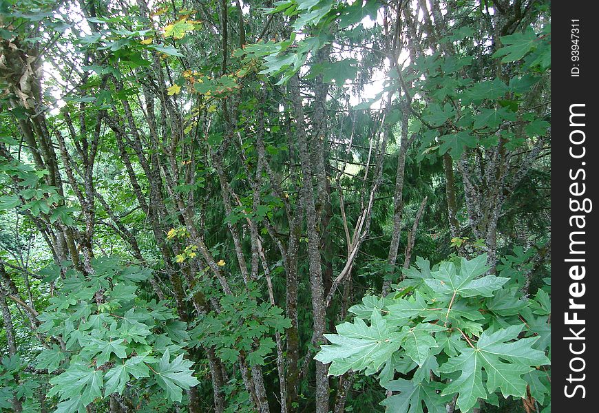 Plant, Terrestrial plant, Tree, Natural landscape, Groundcover, Flowering plant