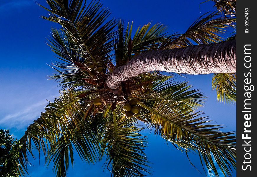 Sint Maarten Palm Tree