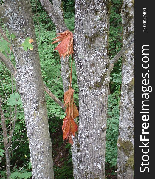 Tree, Wood, Branch, Trunk, Terrestrial plant, Plant