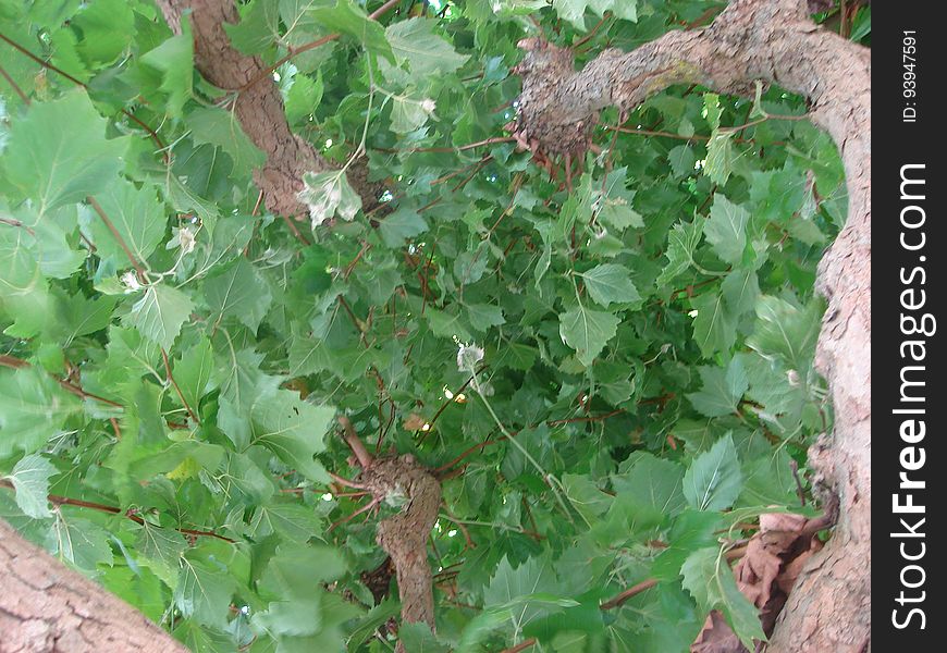 Plant, Leaf, Woody plant, Groundcover, Grass, Flowering plant