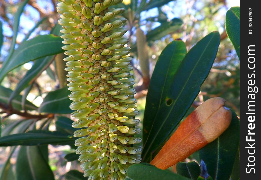 Australian Banksia Flower