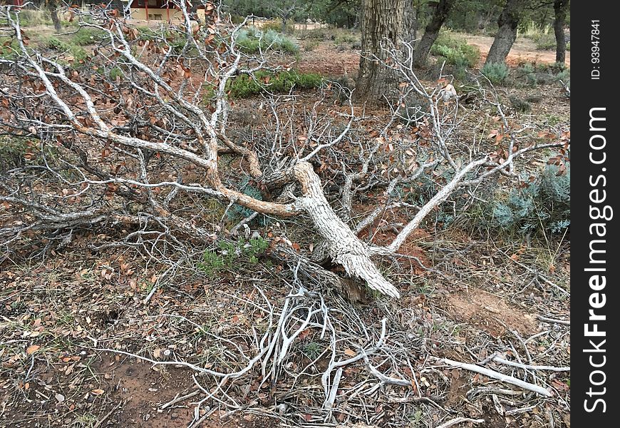 Freshly Fallen Limb