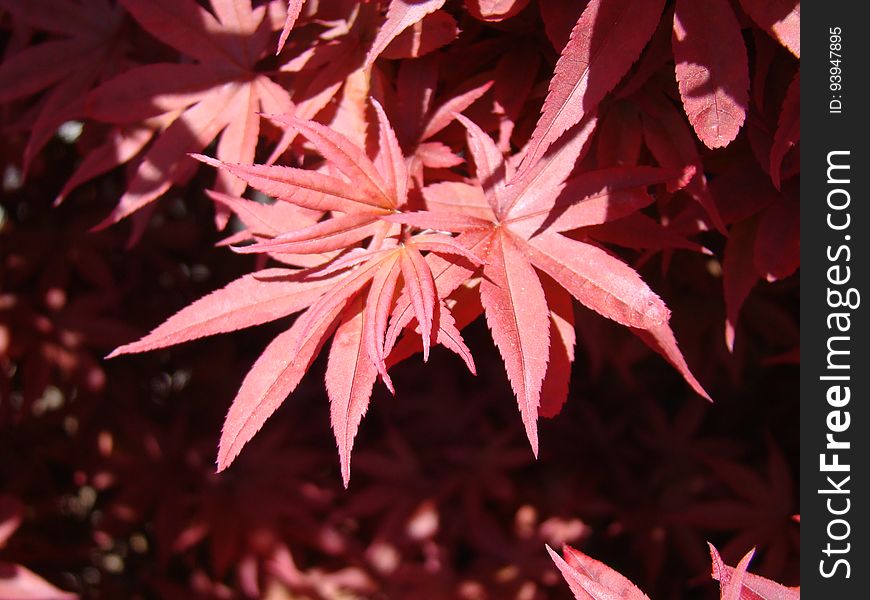 Acer Palmatum