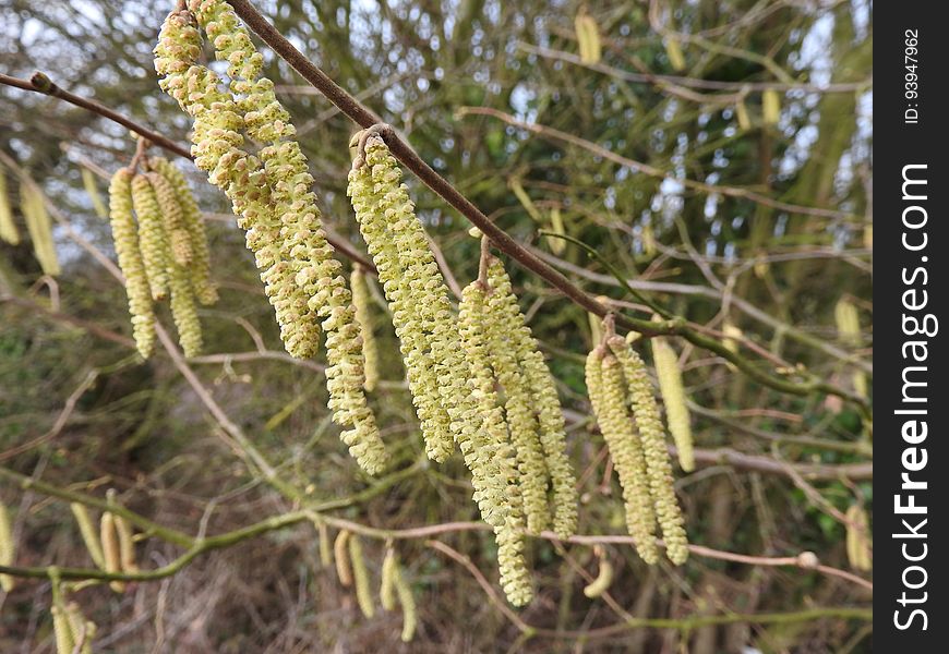 Hazel Catkins