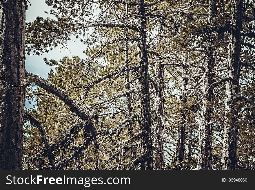 Pine forest. Color tone tuned Free download in high-res under Creative Commons Zero &#x28;CC0&#x29; license at www.slon.pics