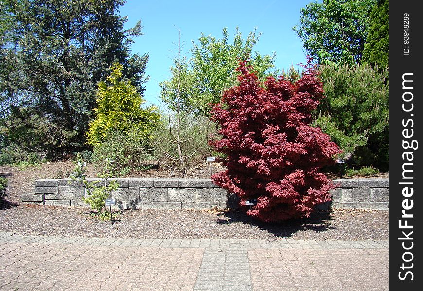Acer Palmatum