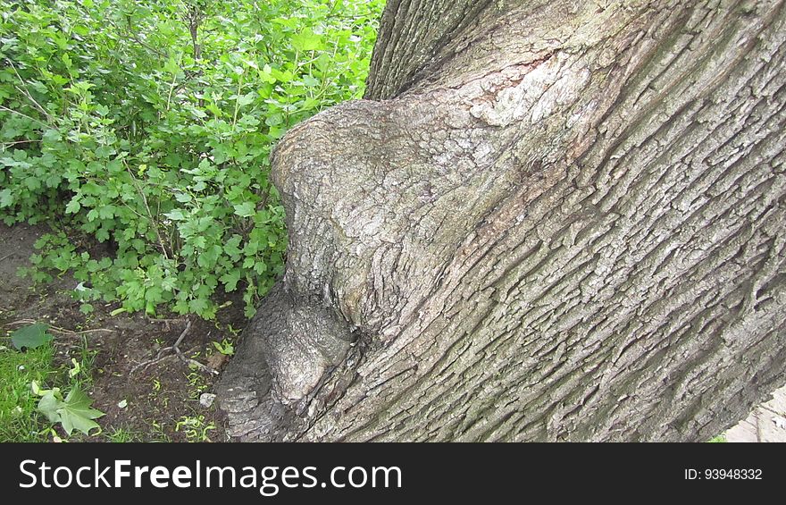 Tree Nose