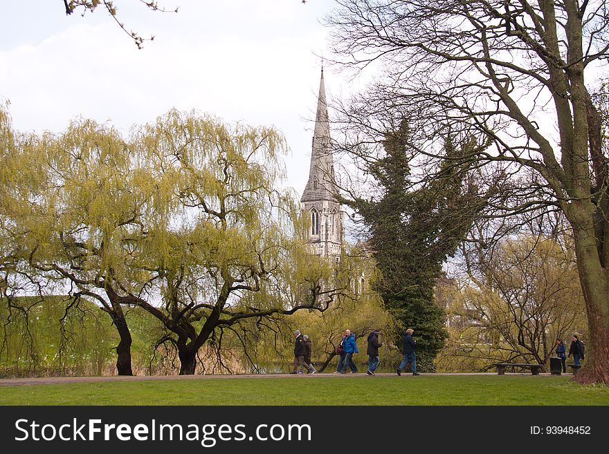 Willow tree with light green leaves. Willow tree with light green leaves