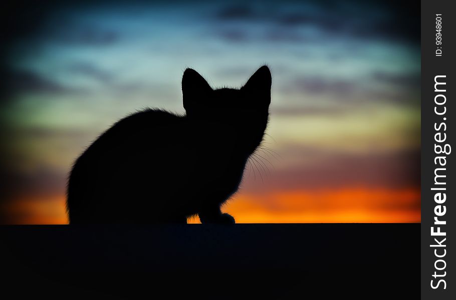 A kitten is silhouetted against a beautiful sunset. A kitten is silhouetted against a beautiful sunset.