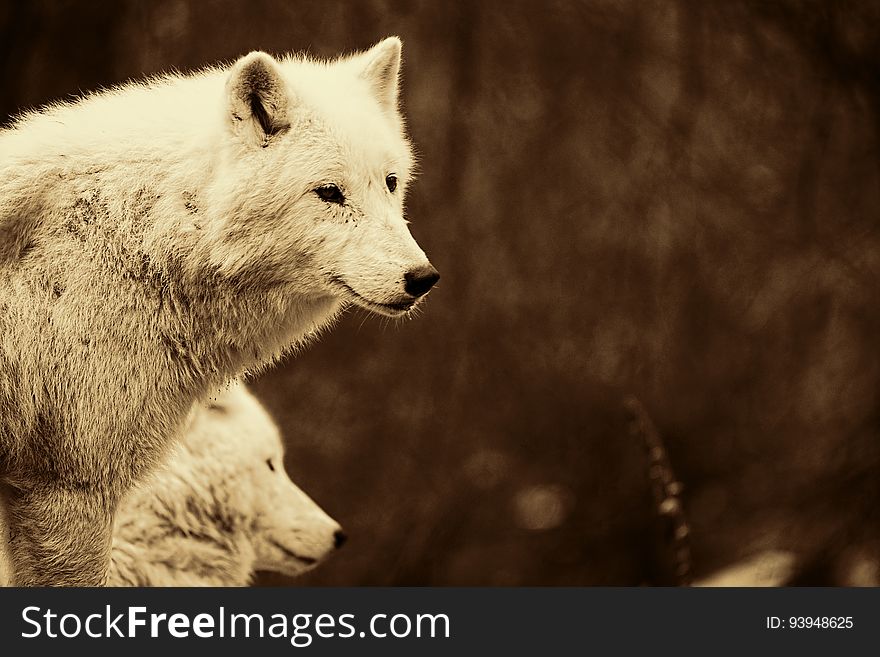 A pair of wolves stand outdoors.