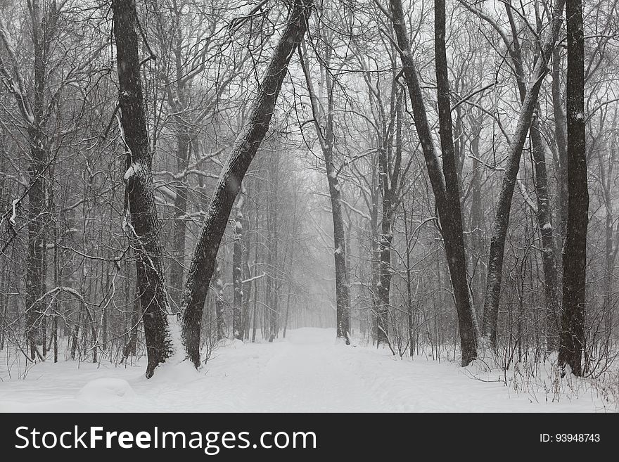 Gray Scale Photo of Trees on Snow