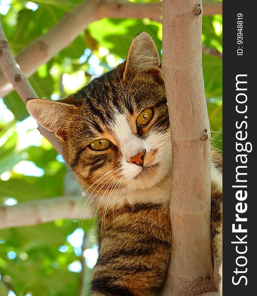 Cat on Tree Branch during Daytime Focus Photography