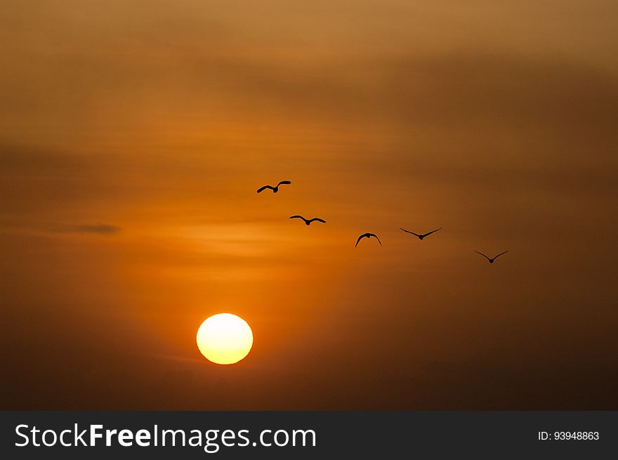 Birds Silhouette during Sunset