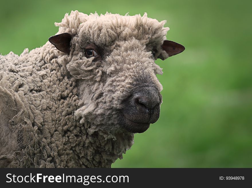 A woolly sheep in need of a shearing.