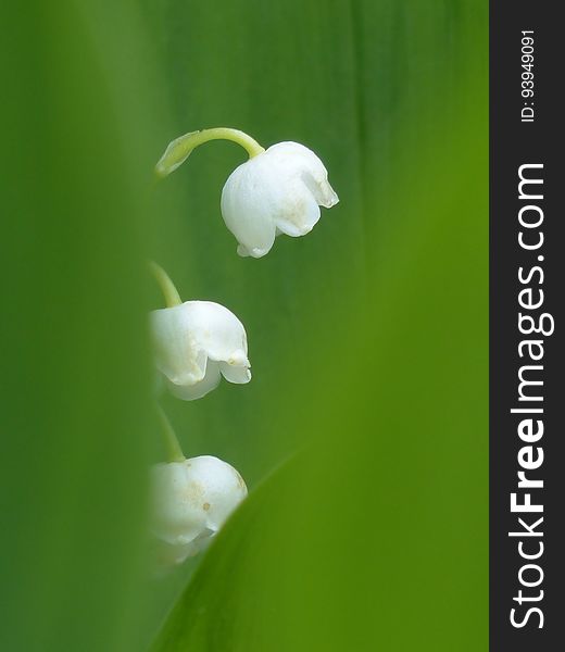 White, Flower, Flora, Plant