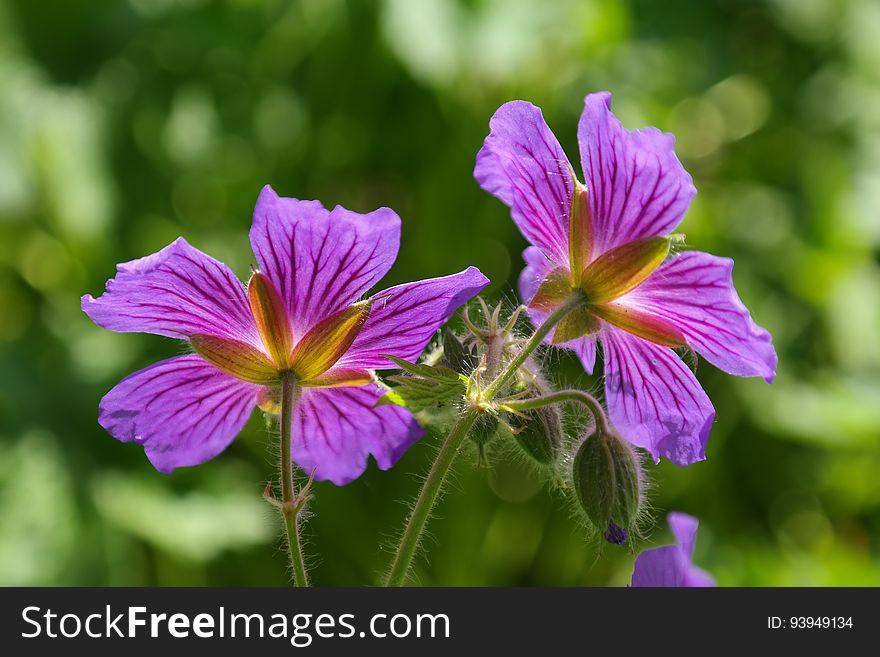 Flower, Plant, Flora, Purple