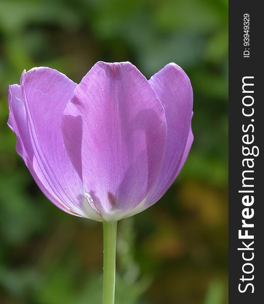 Flower, Tulip, Plant, Purple