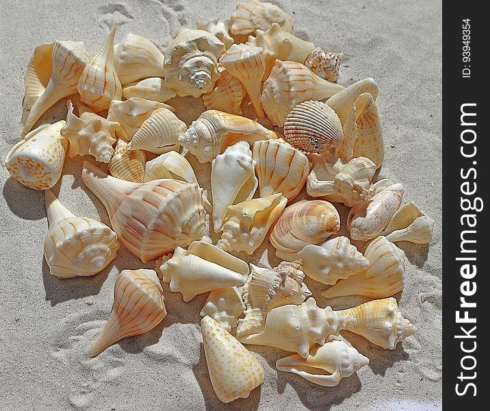 Conchology, Seashell, Conch, Material