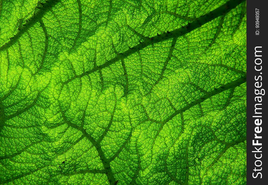 Green, Leaf, Vegetation, Grass