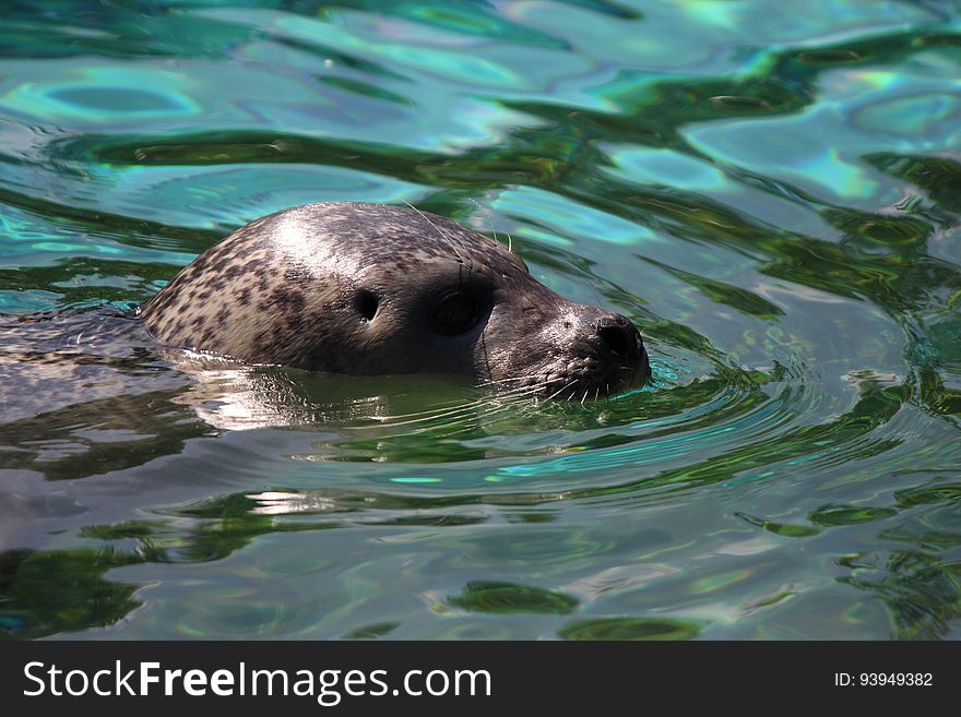 Harbor Seal, Water, Fauna, Mammal