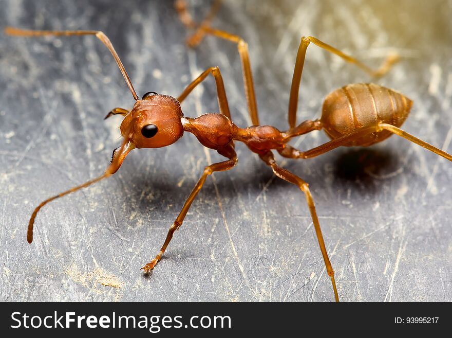 Close up macro top view ant on black floor.