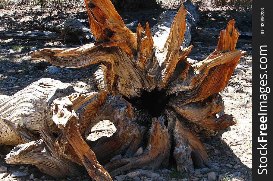 bristlecone pine roots