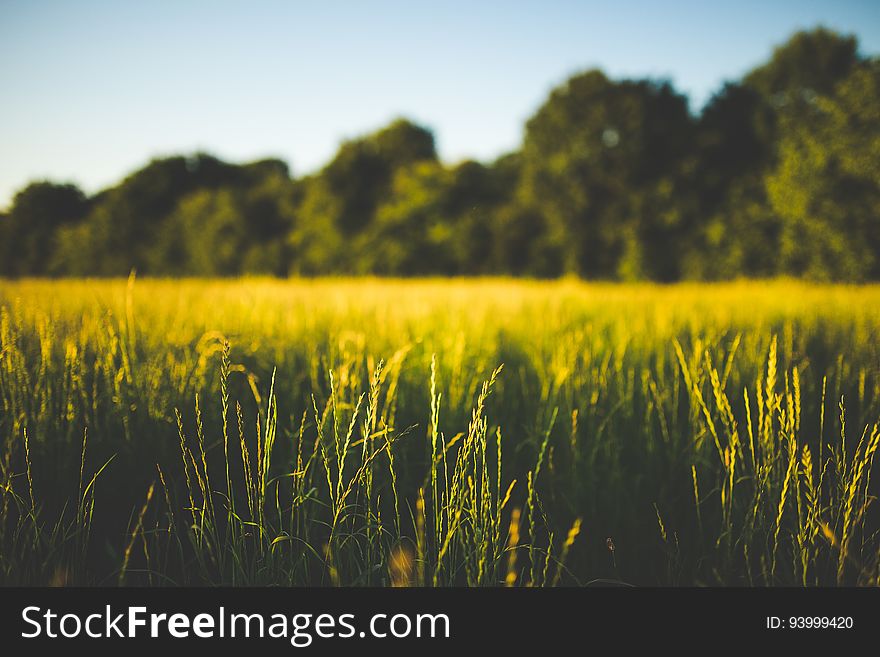 Green And Brown Grass