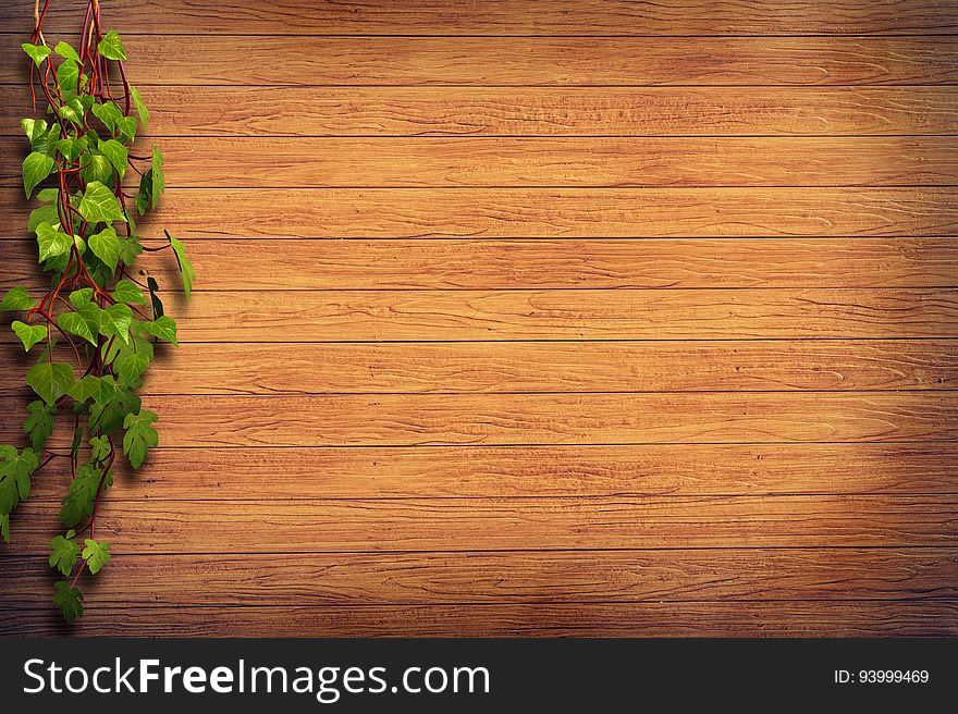 Green vine on wooden background.