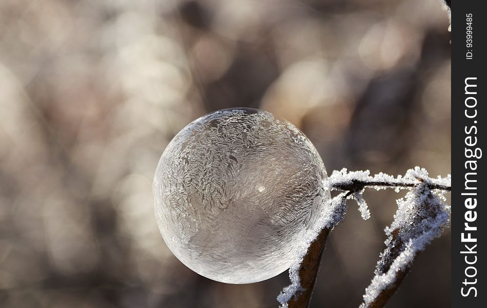 A frozen soap bubble on a tree in the winter.